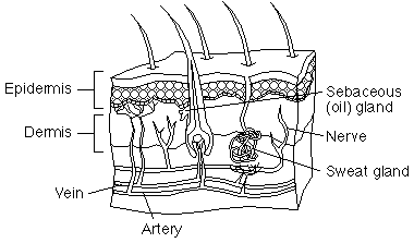 diagram of layers of skin