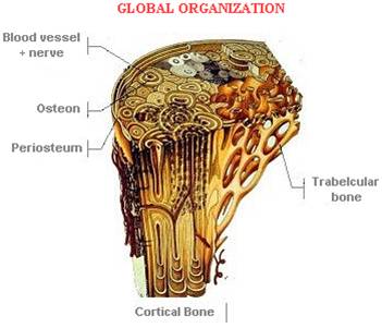 bone types
