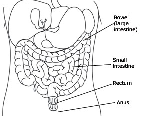 https://sci.washington.edu/images/bowel.jpg