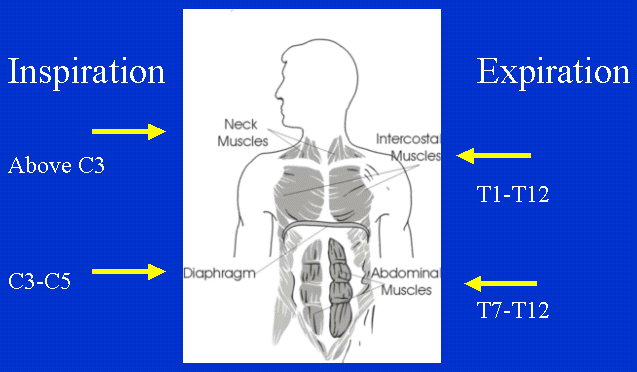 Nerve Supply to Breathing Muscles