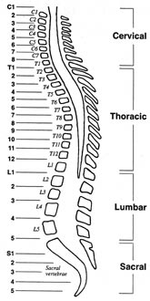 The normal spine curves out (toward the back) slightly in the thoracic (middle back) region and curves inward slightly in both the cervical and lumbar areas.
