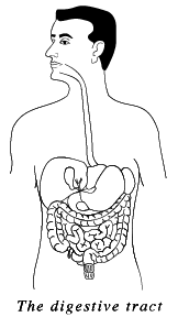 digestive tract drawing